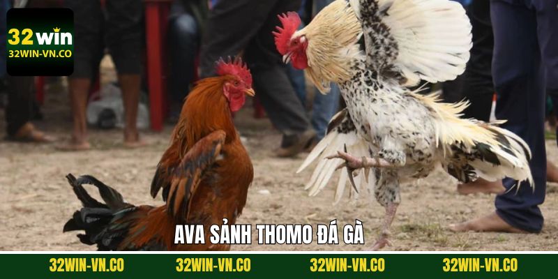 Thomo Đá Gà - Điểm Đến Số 1 Cho Hội Viên Đam Mê Chọi Kê 1 Thomo Đá Gà - Điểm Đến Số 1 Cho Hội Viên Đam Mê Chọi Kê