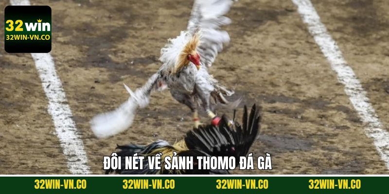 Thomo Đá Gà - Điểm Đến Số 1 Cho Hội Viên Đam Mê Chọi Kê 2 Vài nét về sảnh chọi kê hàng đầu hiện nay