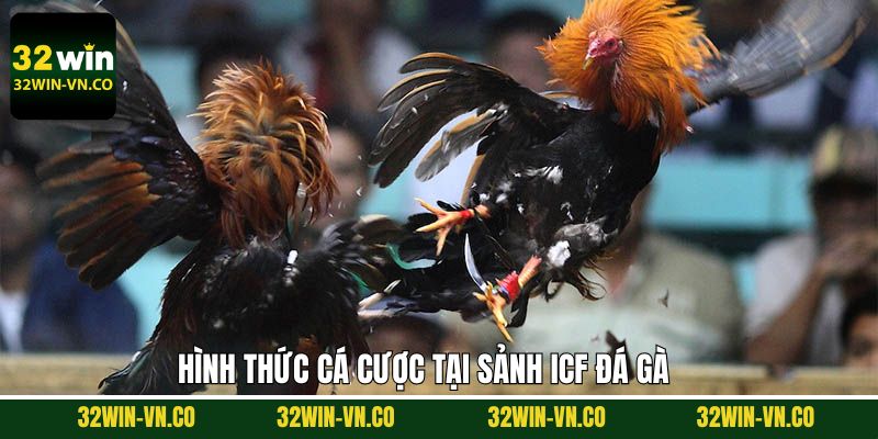 ICF Đá Gà - Trải Nghiệm Chọi Chiến Kê Dũng Mãnh Tại 32Win 4 Tổng hợp những thể loại đá gà đa dạng hiện có tại ICF