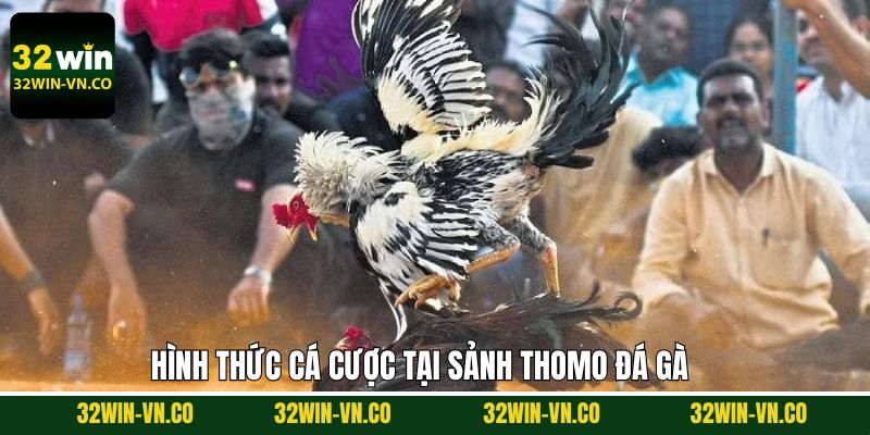 Thomo Đá Gà - Điểm Đến Số 1 Cho Hội Viên Đam Mê Chọi Kê 4 Các siêu phẩm đá gà kịch tính trên sảnh Thomo chọi kê