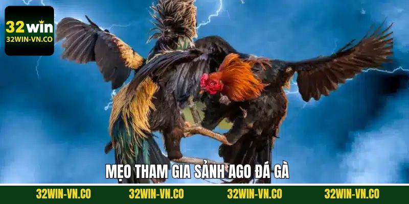 AGO Đá Gà - Sảnh Đấu Chọi Gà Đỉnh Cao Tại 32Win 4 Kinh nghiệm thắng lớn khi tham gia chọi gà tại 32Win