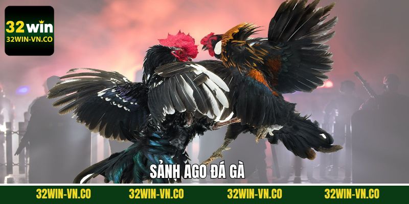 AGO Đá Gà - Sảnh Đấu Chọi Gà Đỉnh Cao Tại 32Win 1 AGO Đá Gà - Sảnh Đấu Chọi Gà Đỉnh Cao Tại 32Win