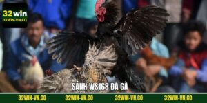 Ws168 Đá Gà - Sân Chơi Giải Trí Hấp Dẫn, Không Bỏ Lỡ 32Win