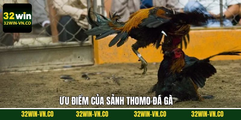 Thomo Đá Gà - Điểm Đến Số 1 Cho Hội Viên Đam Mê Chọi Kê 3 Điểm mạnh nổi bật của sảnh Thomo đá gà chất lượng